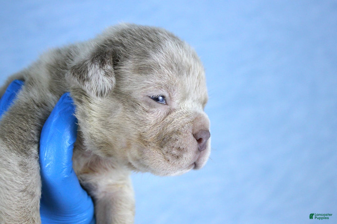 American Bully dogs for sale: Lilac Merle Male - Ad 2