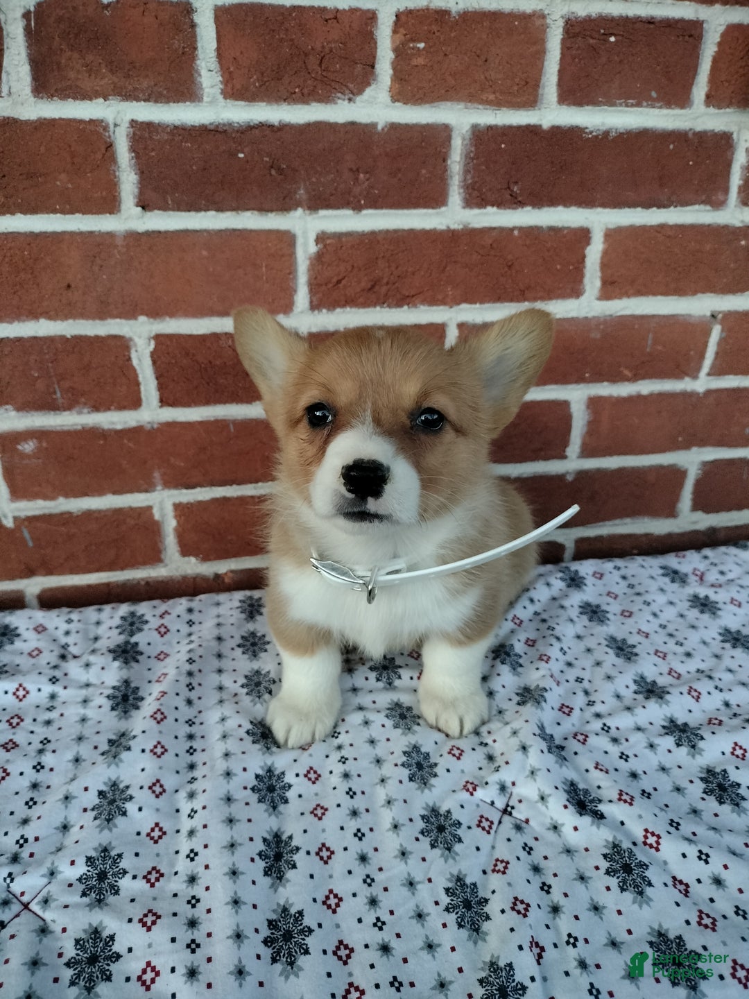 Welsh Corgi Pembroke dogs for sale:  Margo - Ad 2