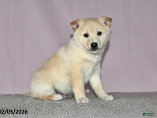 Mixed Breed dogs Parker - Ad 14