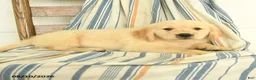 Golden Retriever dogs for sale: Jason - Ad 3