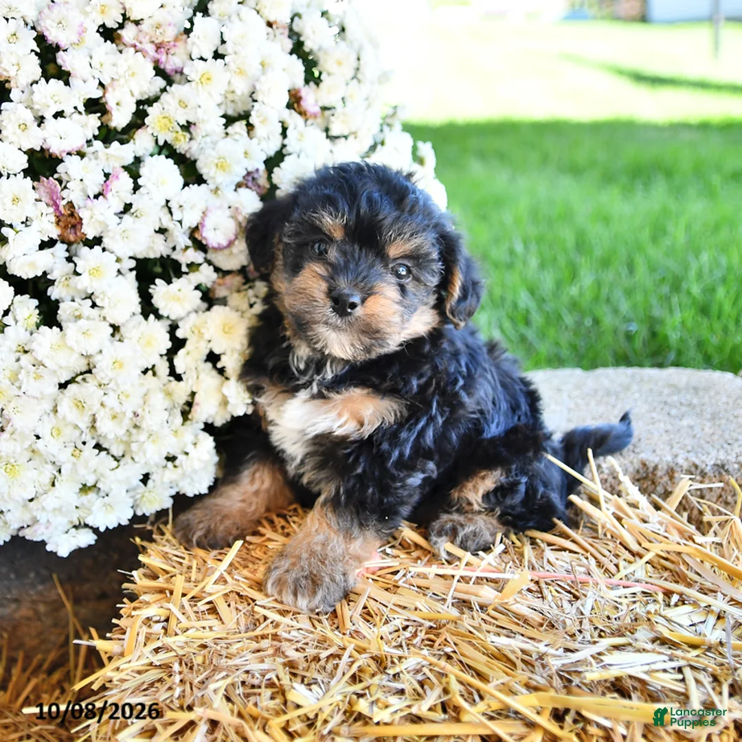 Yorkiepoo dogs for sale: Jasper - Ad 1