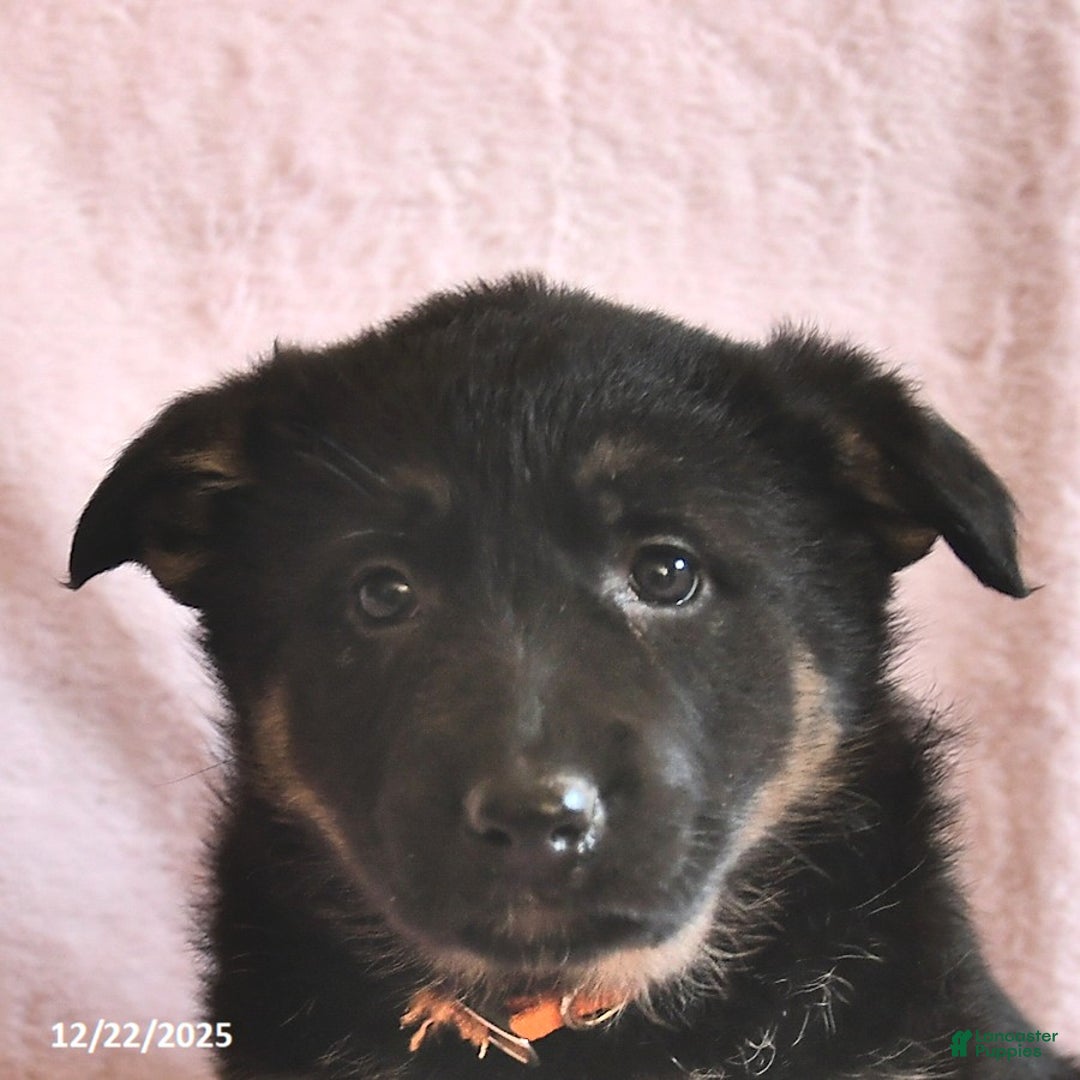 German Shepherd dogs for sale: Buttercup  - Ad 5