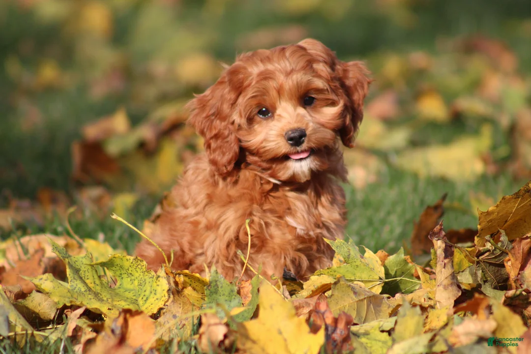 Cavapoo dogs for sale: Bently - Ad 2