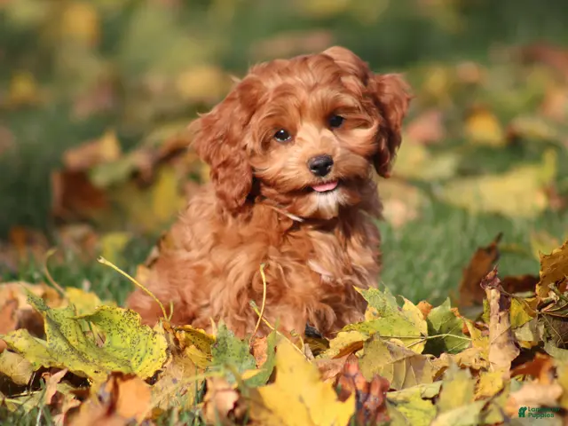 Cavapoo dogs for sale: Bently - Ad 2