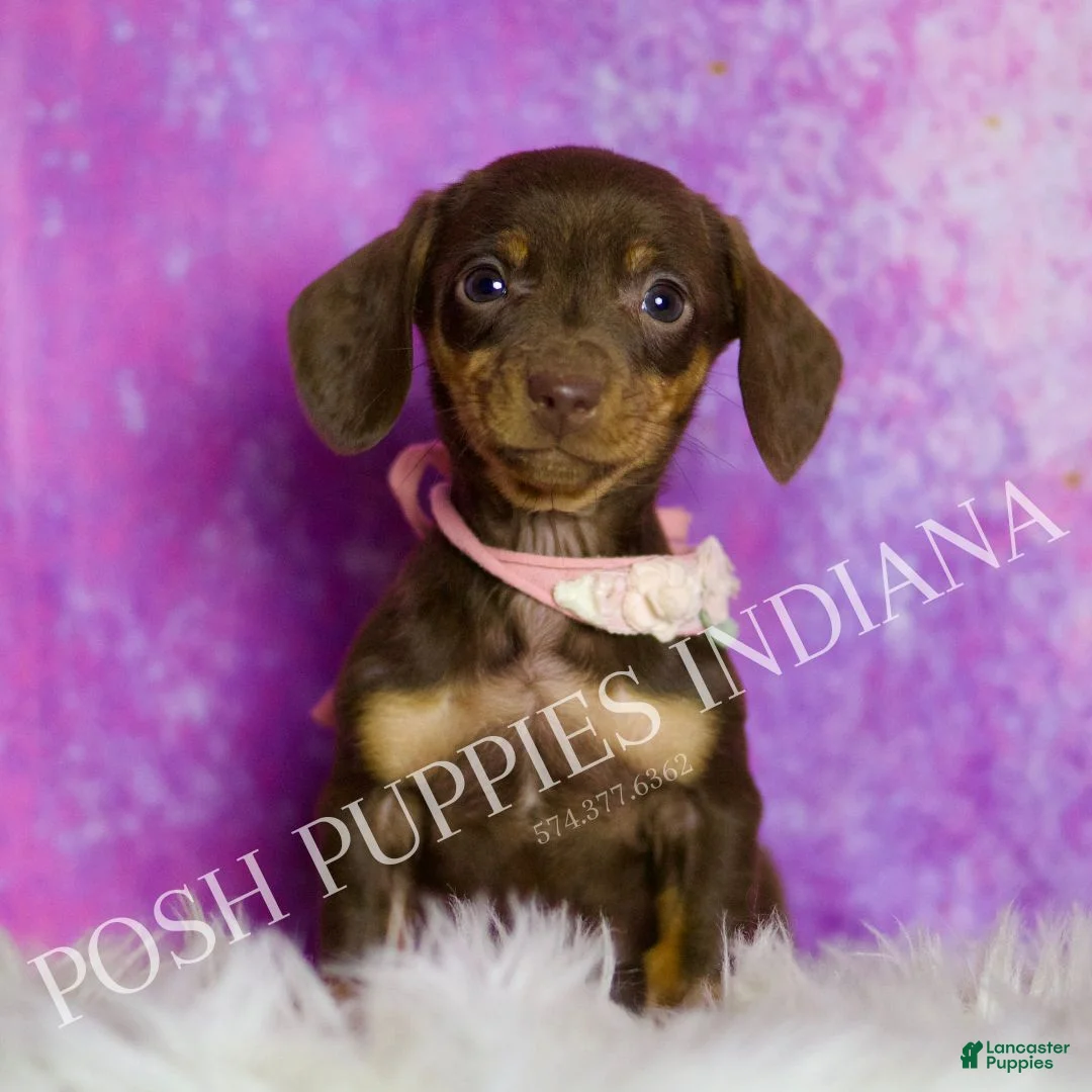 Miniature Dachshund dogs for sale: Amythest - Ad 1