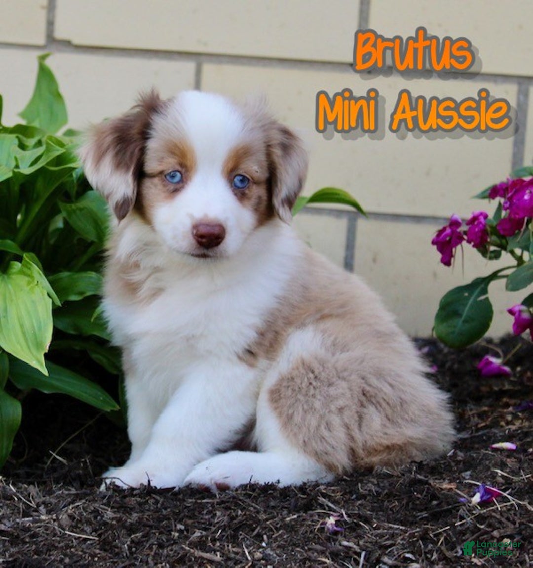 Miniature Australian Shepherd dogs for sale: Brutus - Ad 1