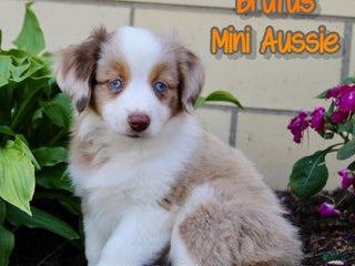 Miniature Australian Shepherd dogs Brutus - Ad 6