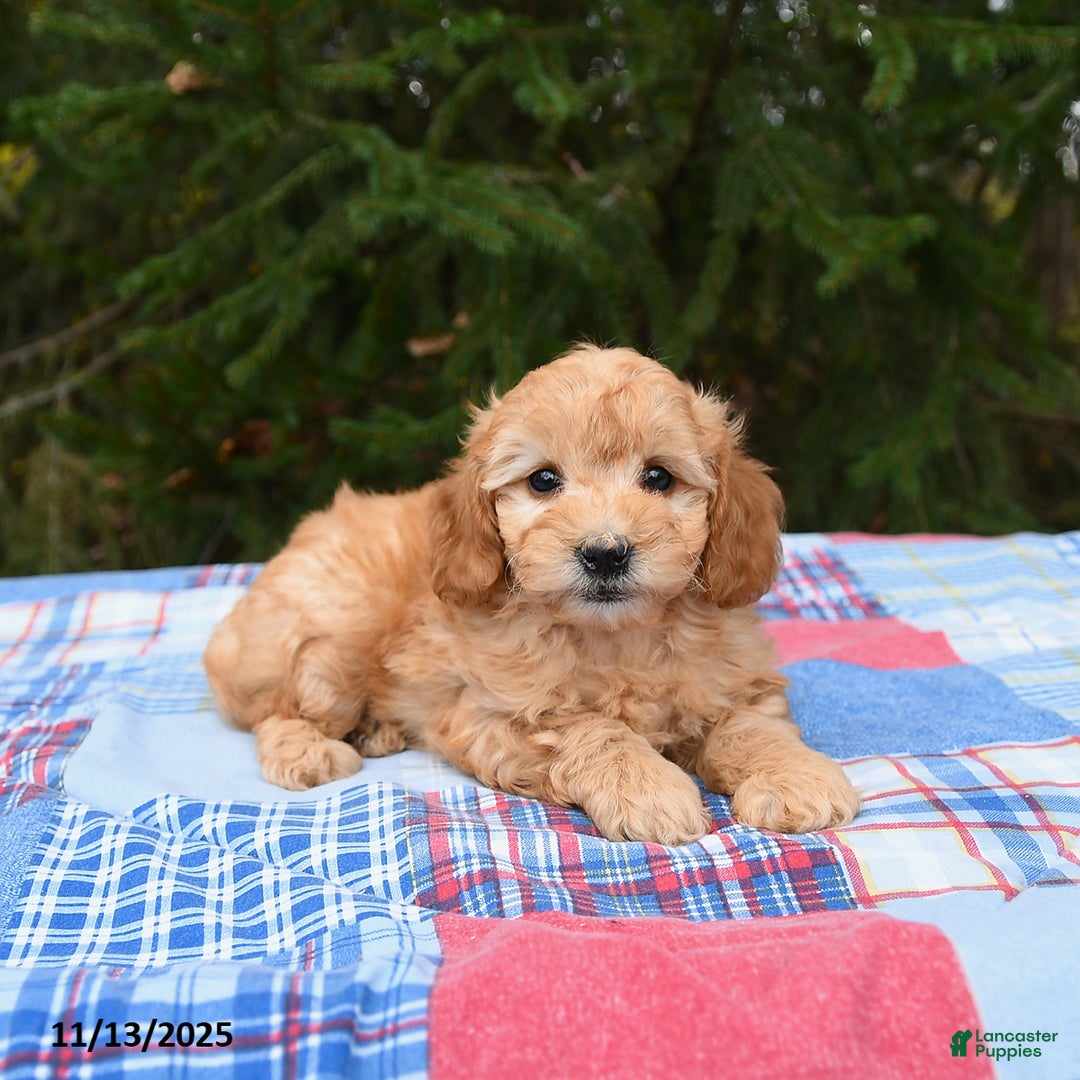 Mini Goldendoodle dogs for sale: Serena   - Ad 3