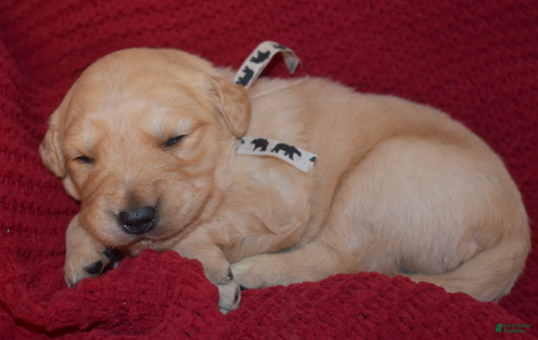 Golden Retriever dogs for sale: Ranger - Ad 13