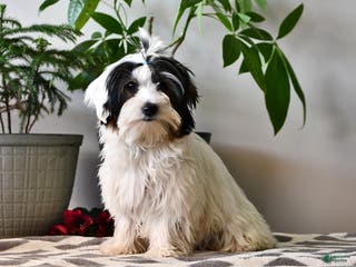 Biewer Terrier dogs Mervin - Ad 18