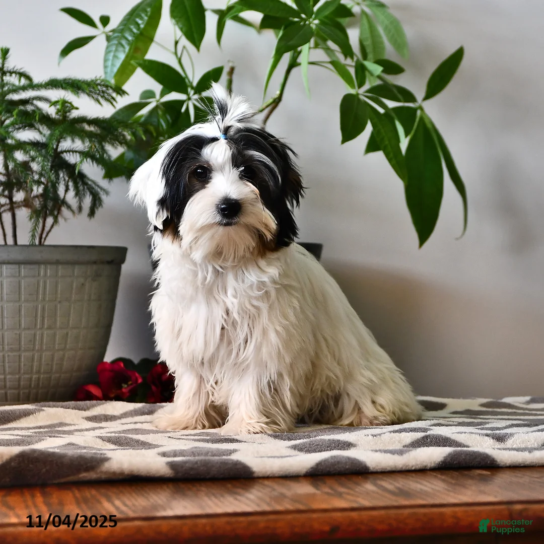 Biewer Terrier dogs for sale: Mervin - Ad 1