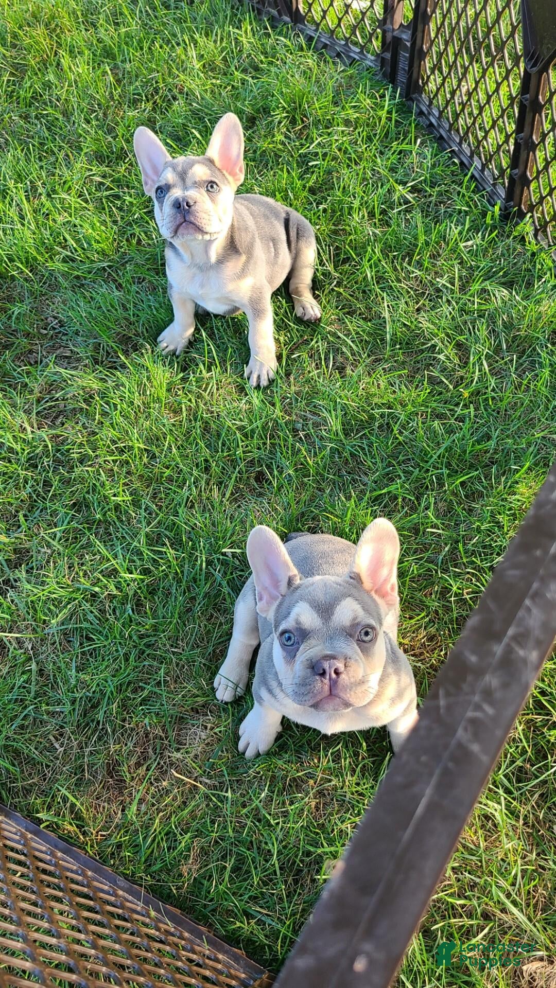 French Bulldog dogs Benji - Ad 2