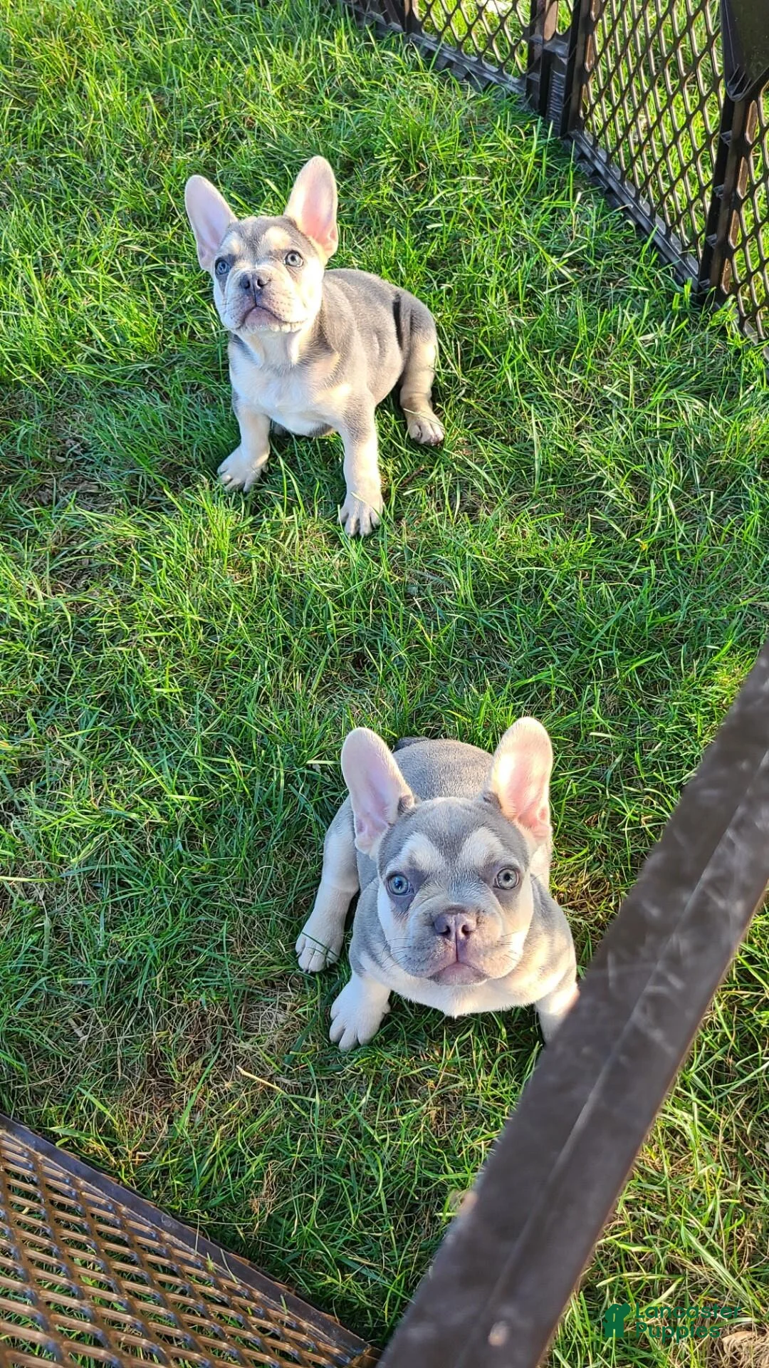 French Bulldog dogs for sale: Barny - Ad 2