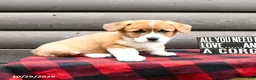 Welsh Corgi Pembroke dogs for sale: Mason - Ad 3