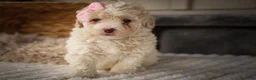 Miniature Poodle dogs for sale: Jett 🐾  - Ad 13