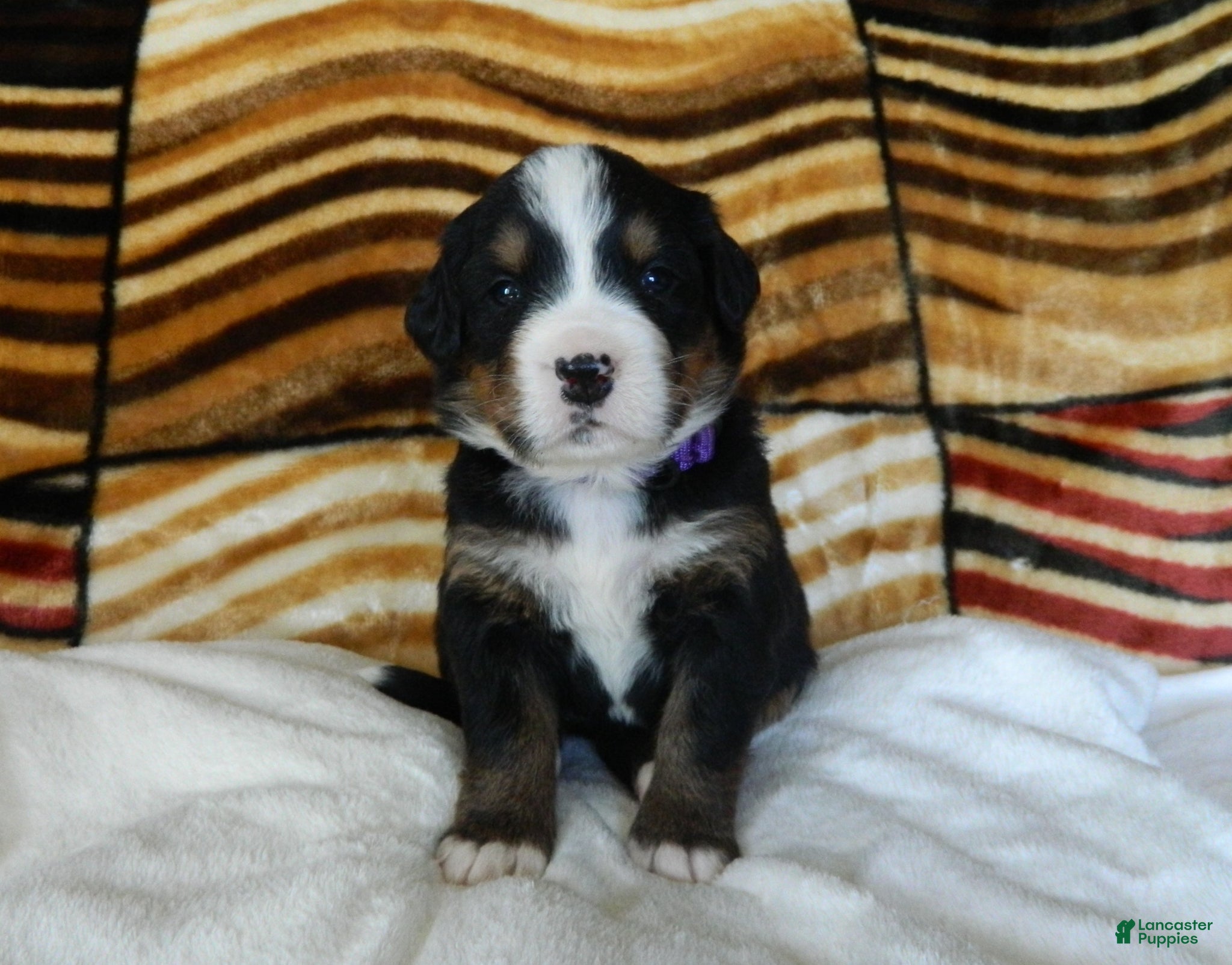 Bernese Mountain Dog dogs Barbie - Ad 32