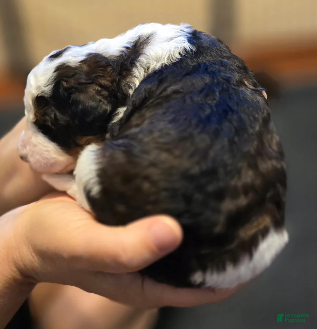 Mini Bernedoodle dogs for sale: Maximus - Ad 2