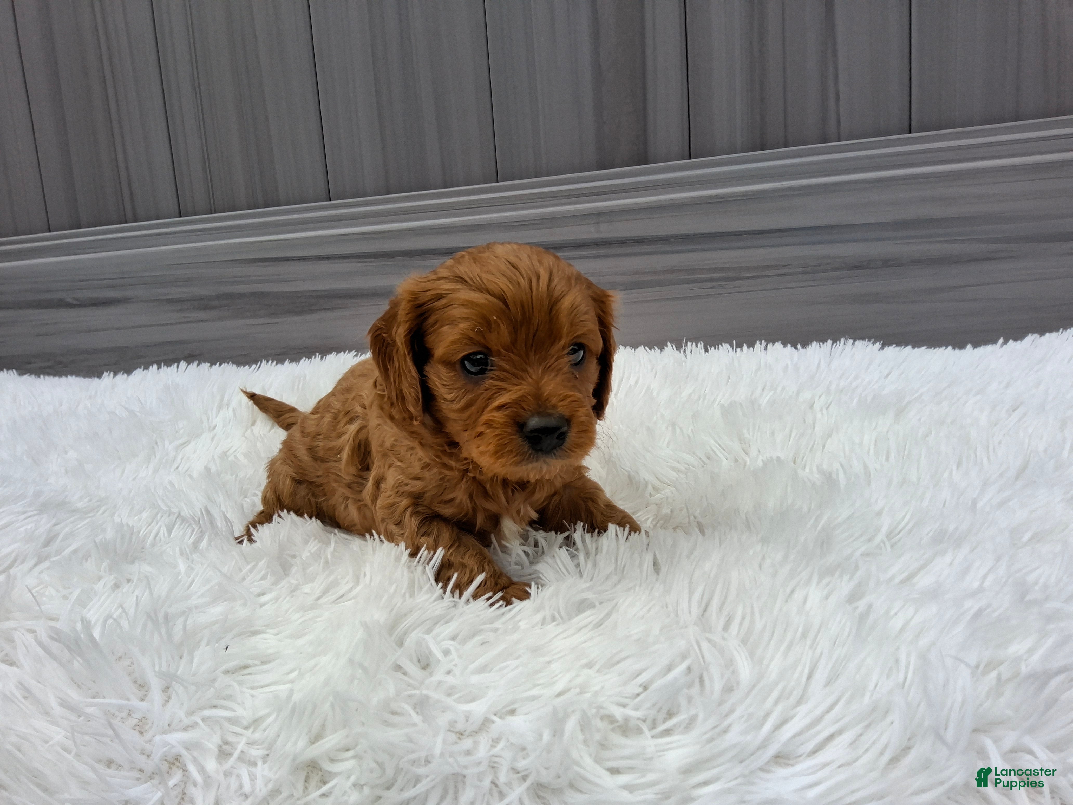 Cavapoo dogs Nyx - Ad 2