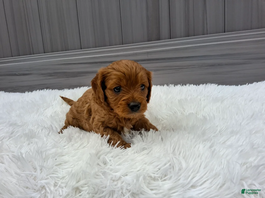 Cavapoo dogs for sale: Nyx - Ad 2