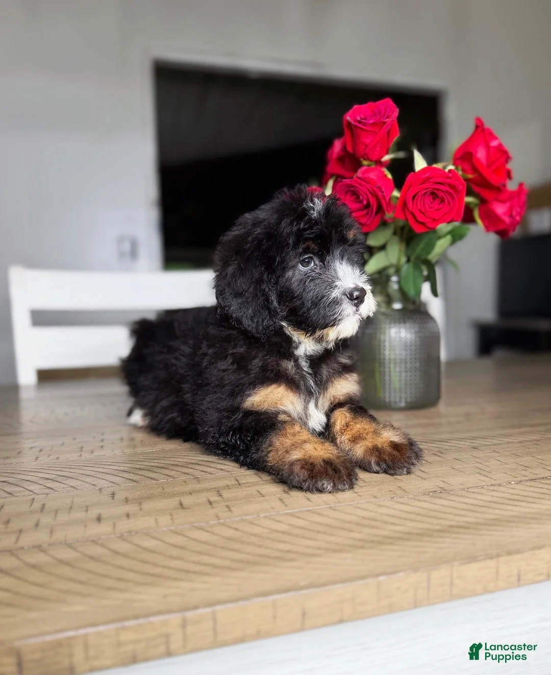 Mini Bernedoodle dogs for sale: Oat - Ad 3