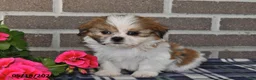 Shih Tzu dogs for sale: Karla - Ad 3