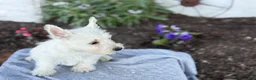 West Highland Terrier dogs for sale: Atlas - Ad 6