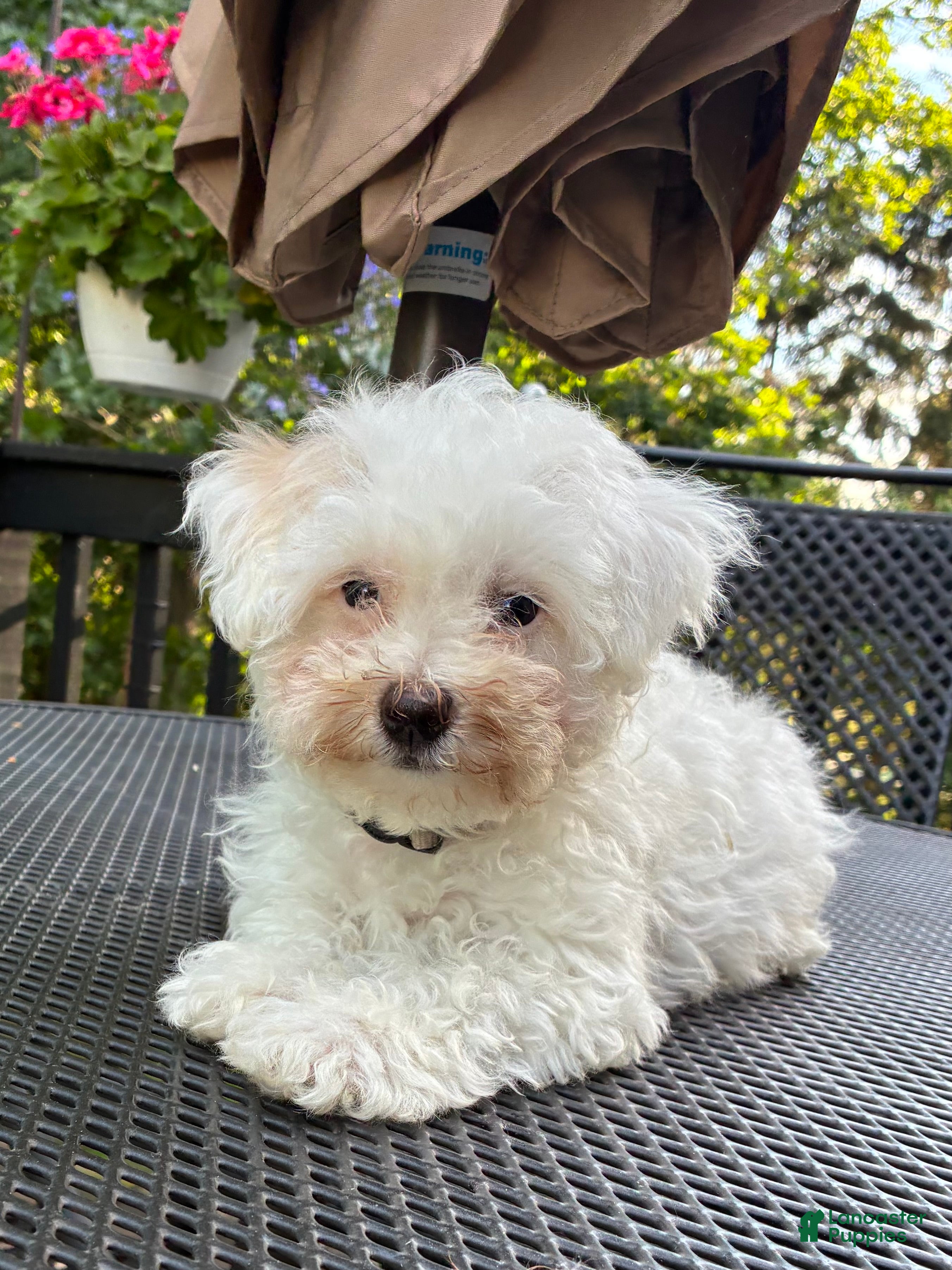 Maltipoo dogs Maltipoo Puppy 3 - Ad 2