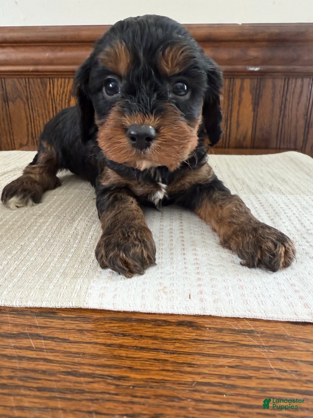 Cavapoo dogs for sale: Cavapoo Puppy 5 - Ad 1