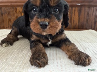 Cavapoo dogs Cavapoo Puppy 5 - Ad 30