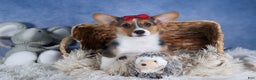 Welsh Corgi Pembroke dogs for sale: Leo - Ad 2