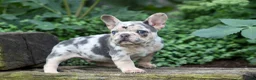 French Bulldog dogs for sale: Finn 🐾 - Ad 4