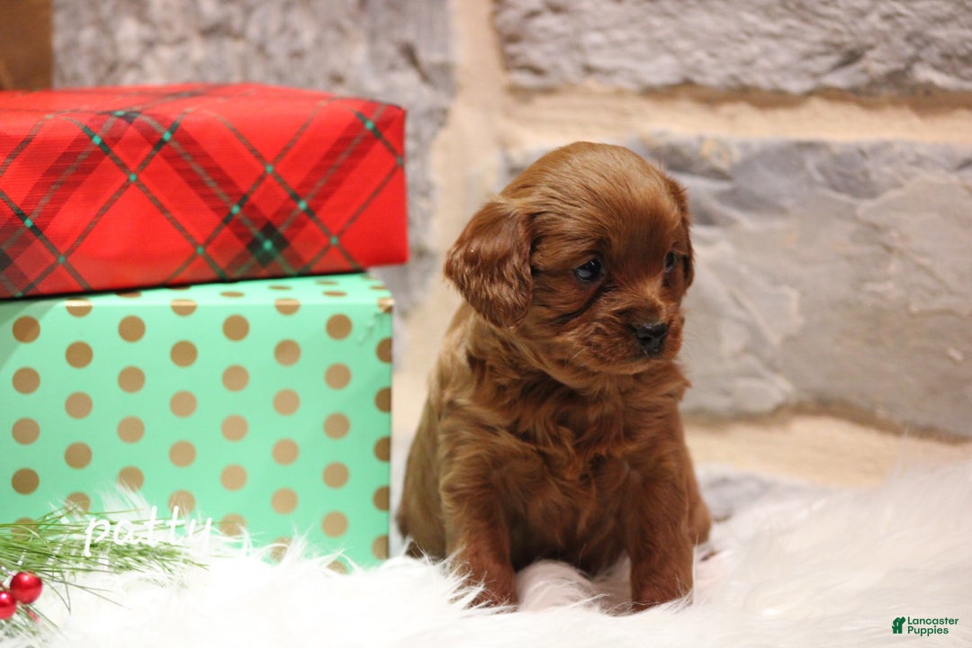 Cavapoo dogs for sale: Patty - Ad 5
