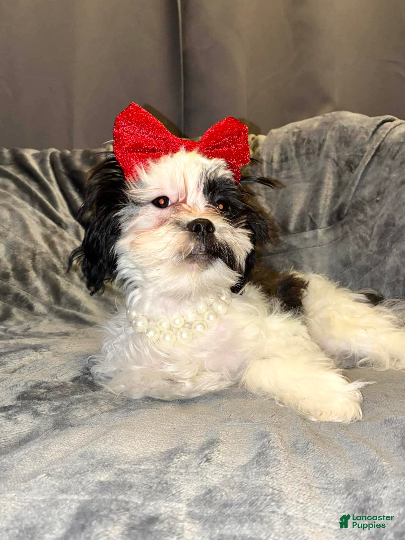 Shih Tzu dogs Joker  - Ad 2