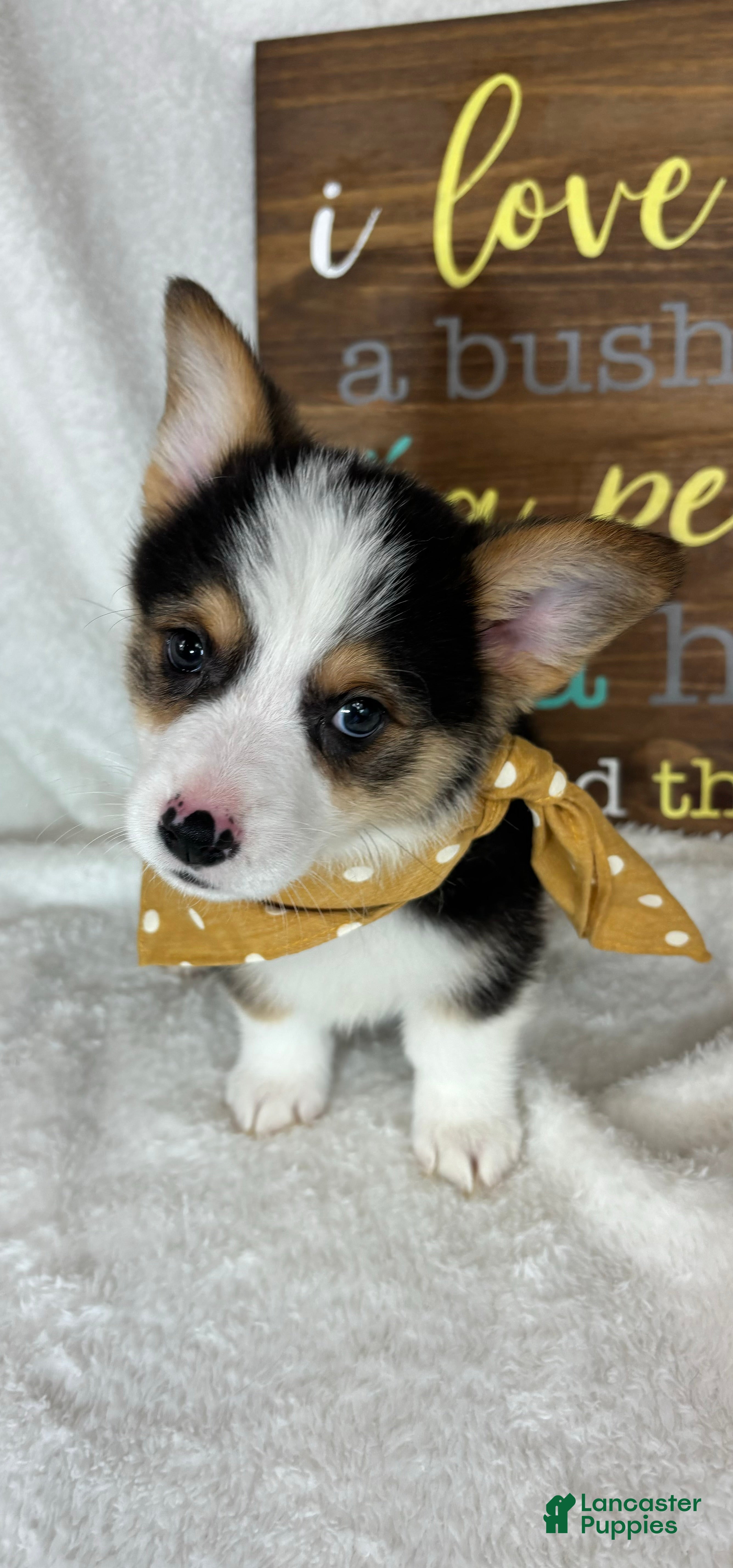 Welsh Corgi Pembroke dogs Calvin - Ad 22