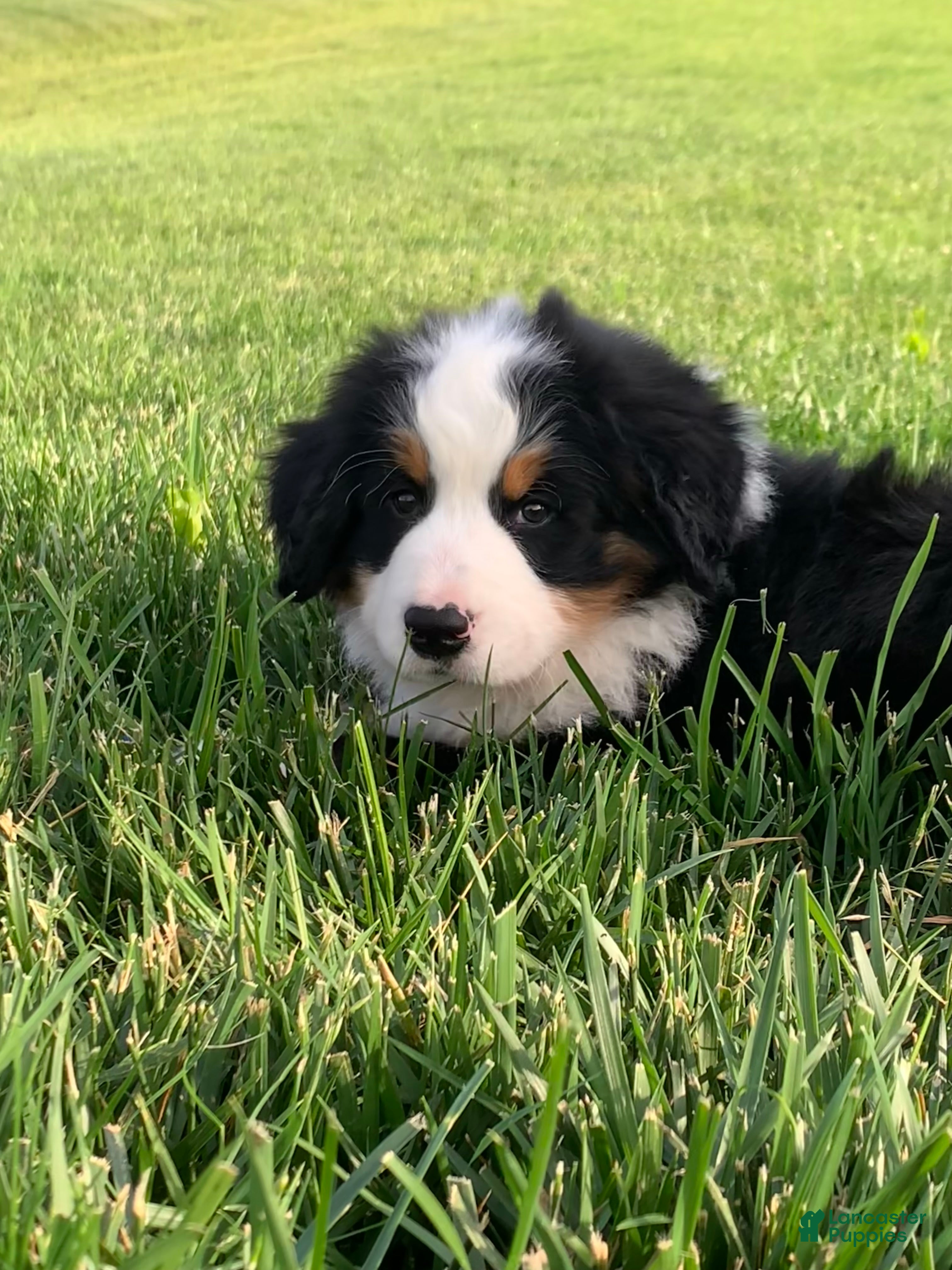 Bernese Mountain Dog dogs for sale: Nemo - Ad 17