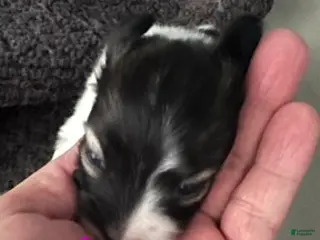 Papillon dogs Girl 1 - Ad 25