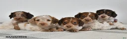 Miniature Dachshund dogs for sale: Blitz - Ad 2