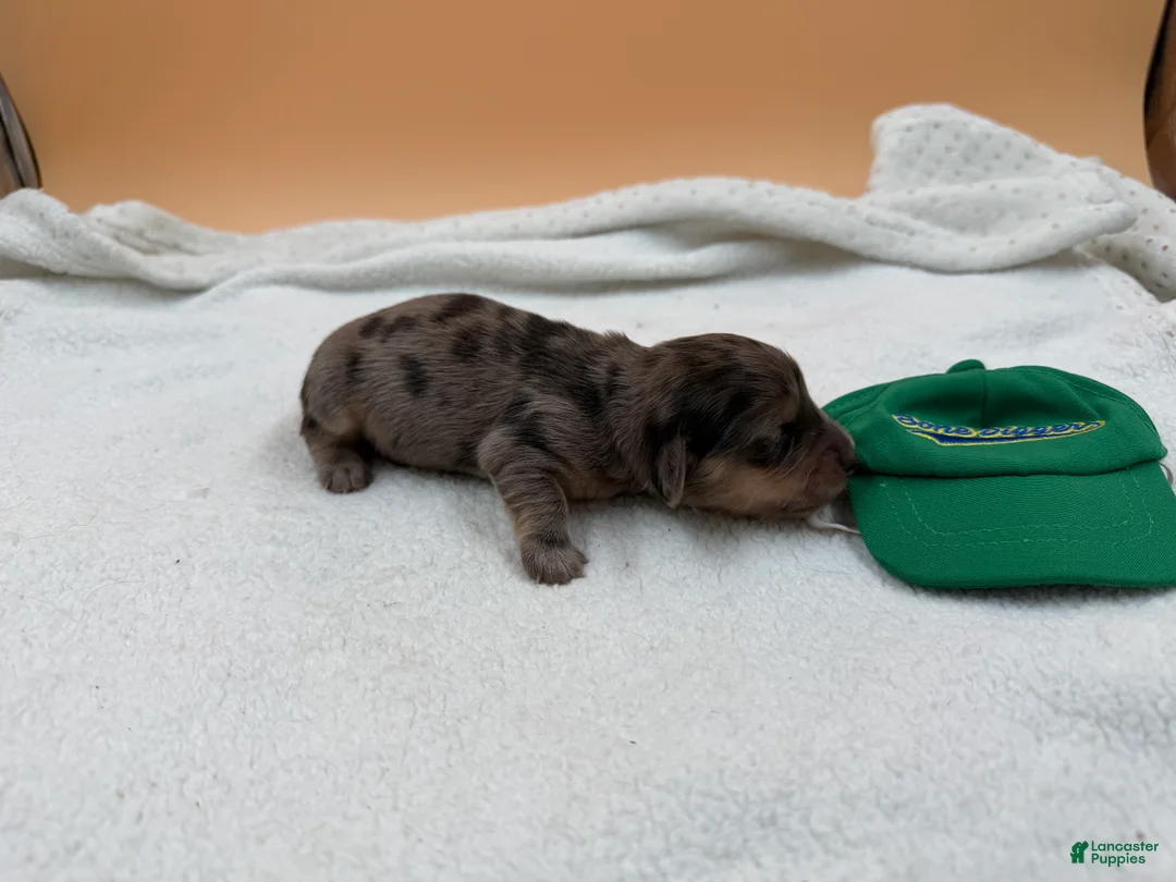 Miniature Dachshund dogs for sale: Uk shaded cream dapple - Ad 2