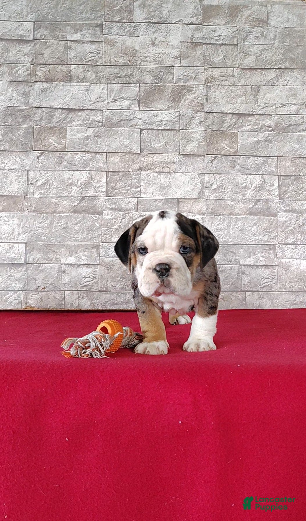 Beabull dogs Romeo - Ad 2