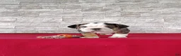 Beabull dogs for sale: Romeo - Ad 2