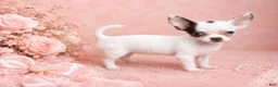 Chihuahua dogs for sale: Teacup/Pocketbook Chihuahua 1 - Ad 2