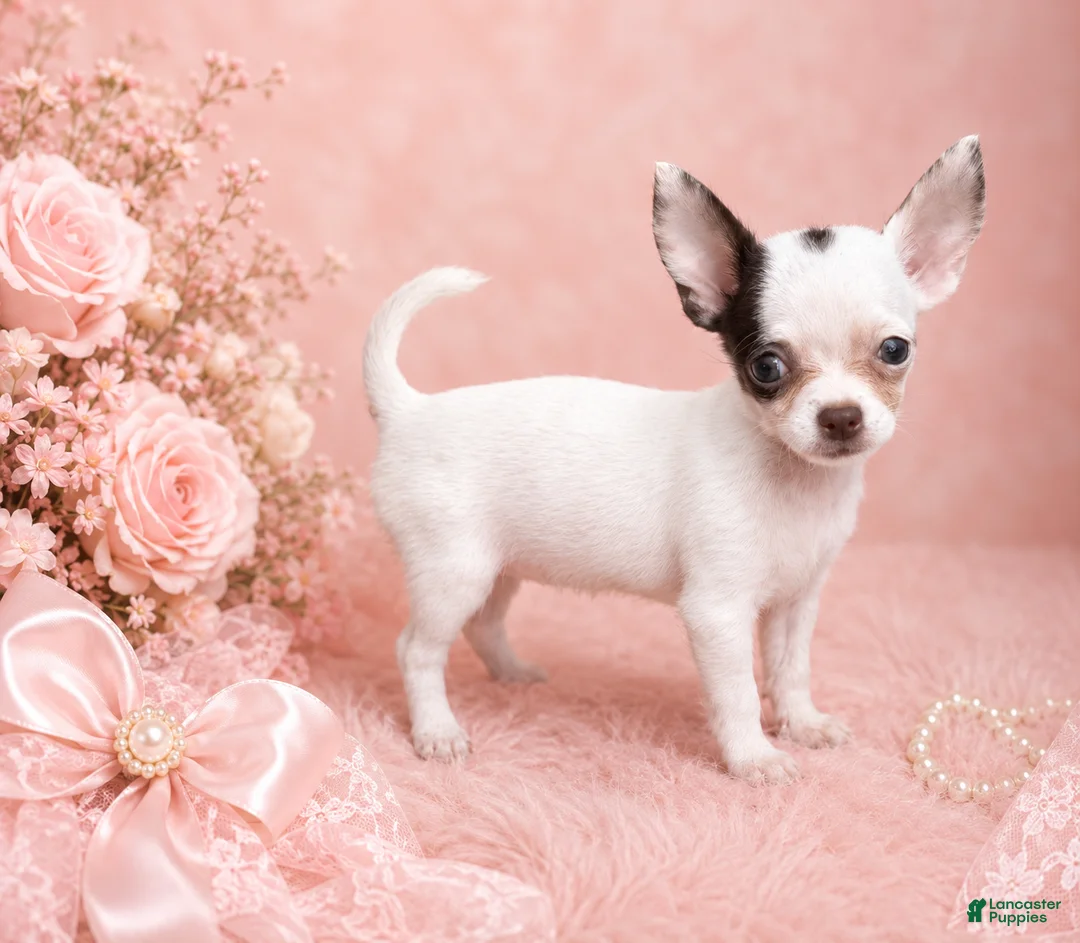 Chihuahua dogs for sale: Teacup/Pocketbook Chihuahua 1 - Ad 2