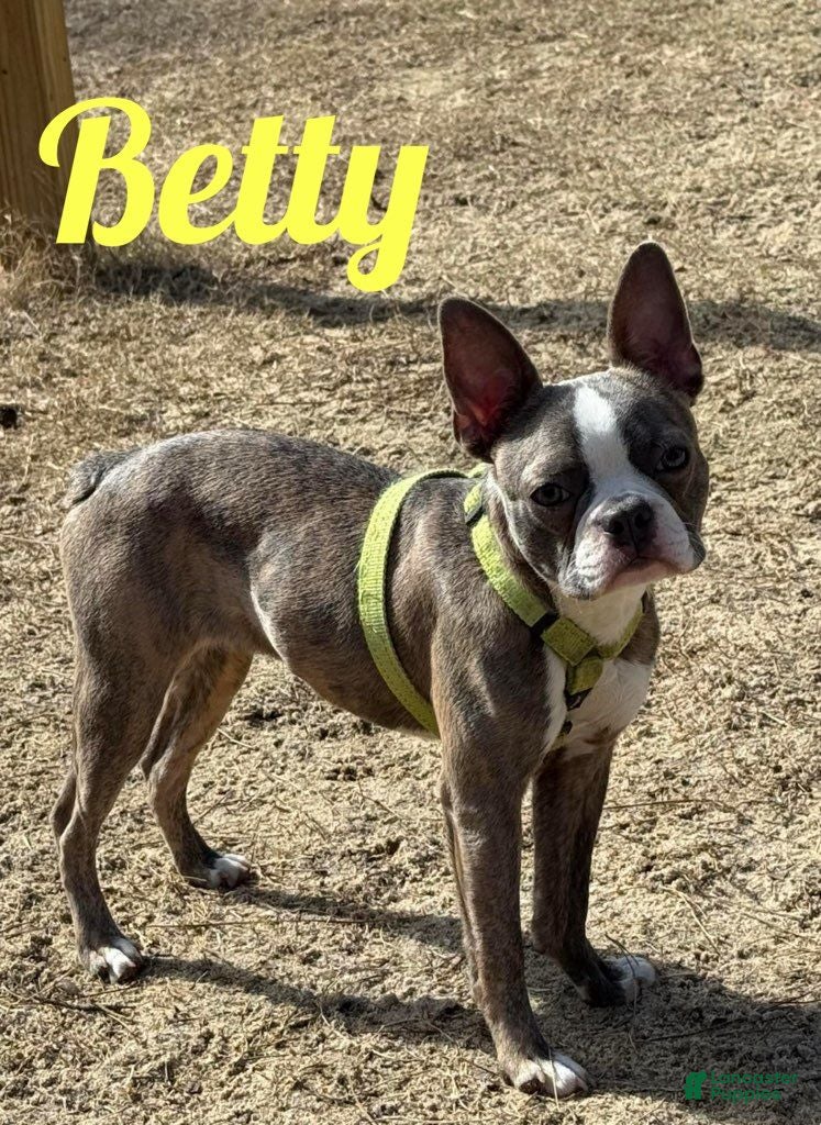 Boston Terrier dogs Dustin - Ad 2