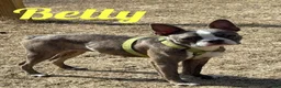 Boston Terrier dogs for sale: Dustin - Ad 2