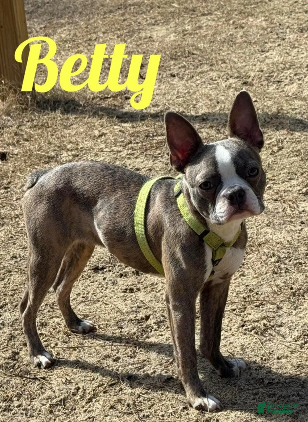 Boston Terrier dogs for sale: Dustin - Ad 2