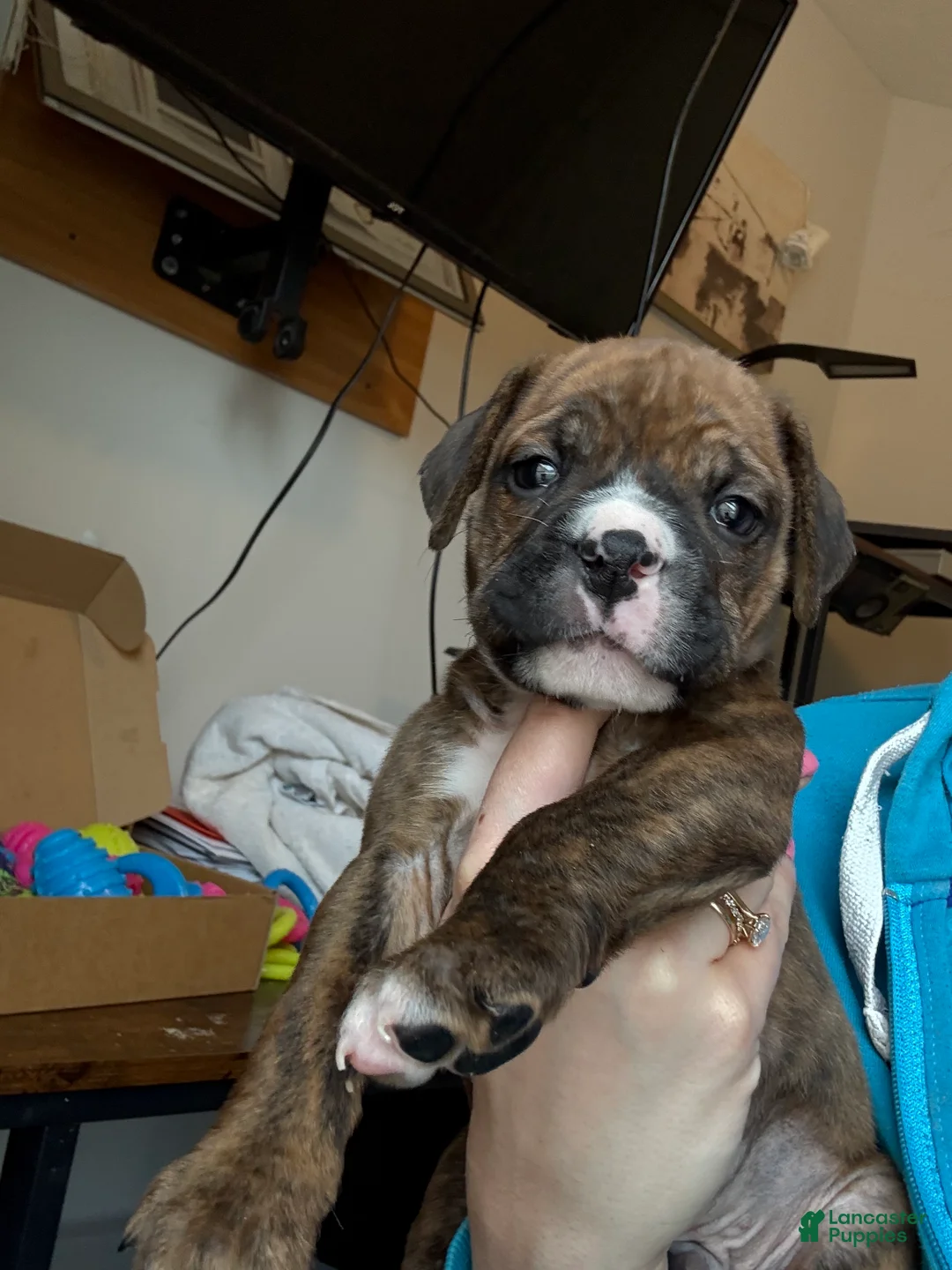 Mixed Breed dogs for sale: Mixed Breed Puppy 3 - Ad 1