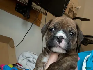 Mixed Breed dogs Mixed Breed Puppy 3 - Ad 15