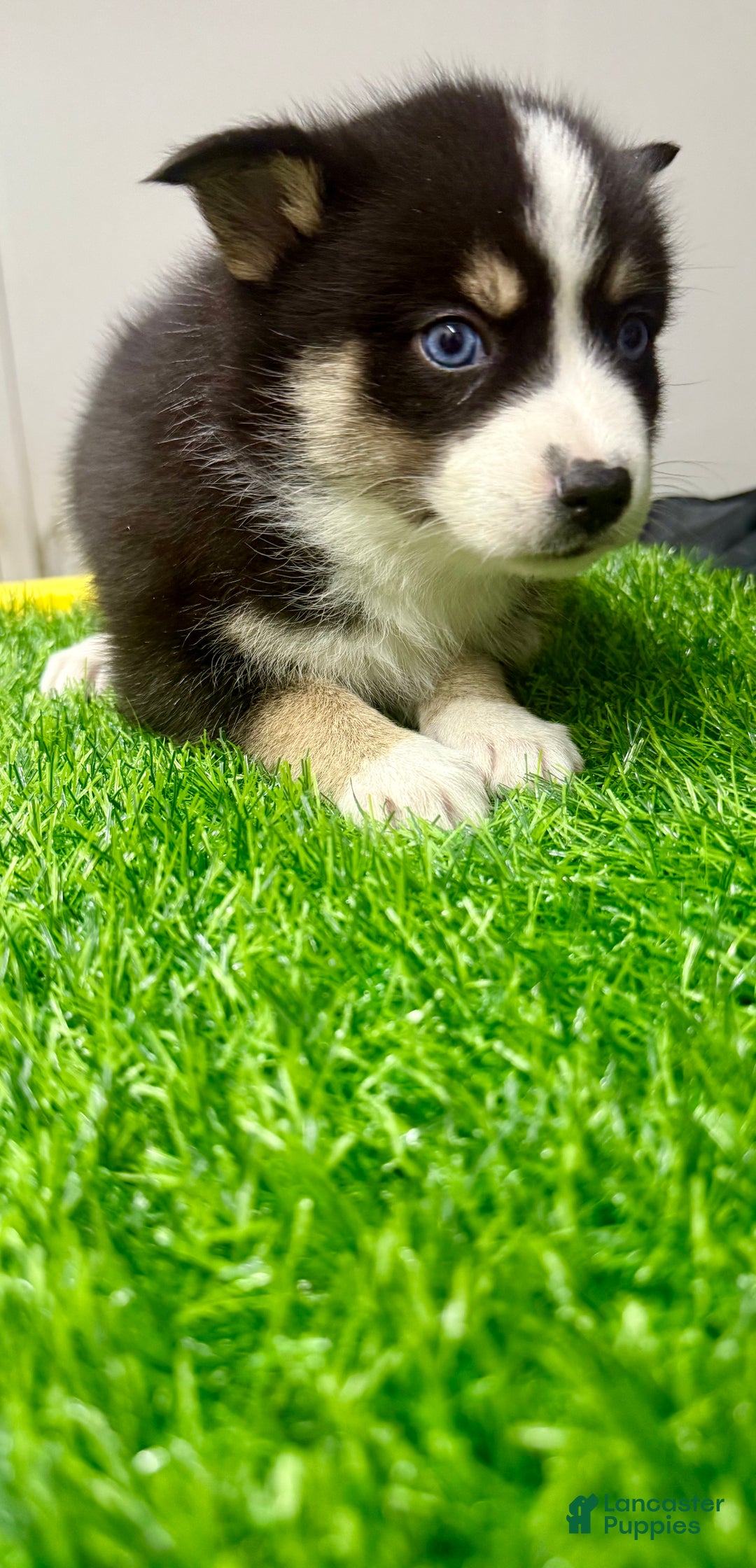 Mixed Breed dogs for sale: Holly - Ad 11