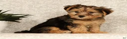 Yochon dogs for sale: Kaden - Ad 5