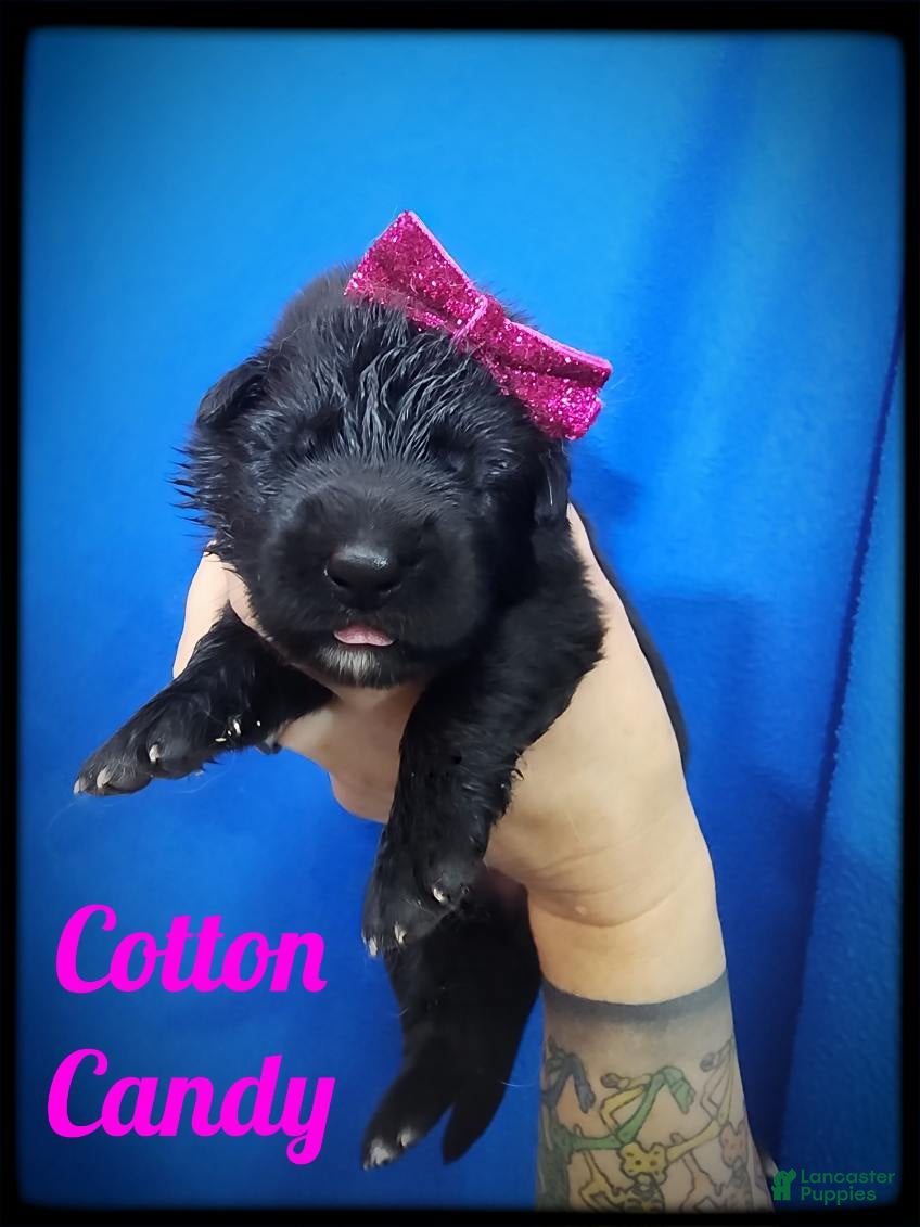 German Shepherd dogs Cotton Candy - Ad 23